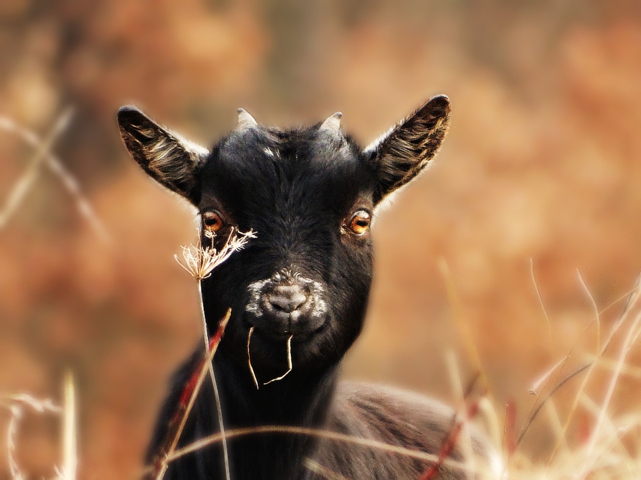 ¿Cuántos años viven las cabras enanas?