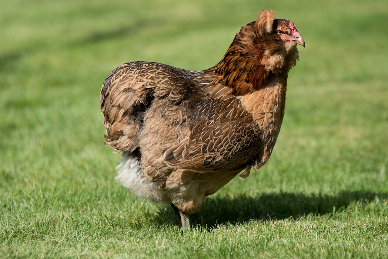 ¿Cuántos huevos pone la gallina araucana?