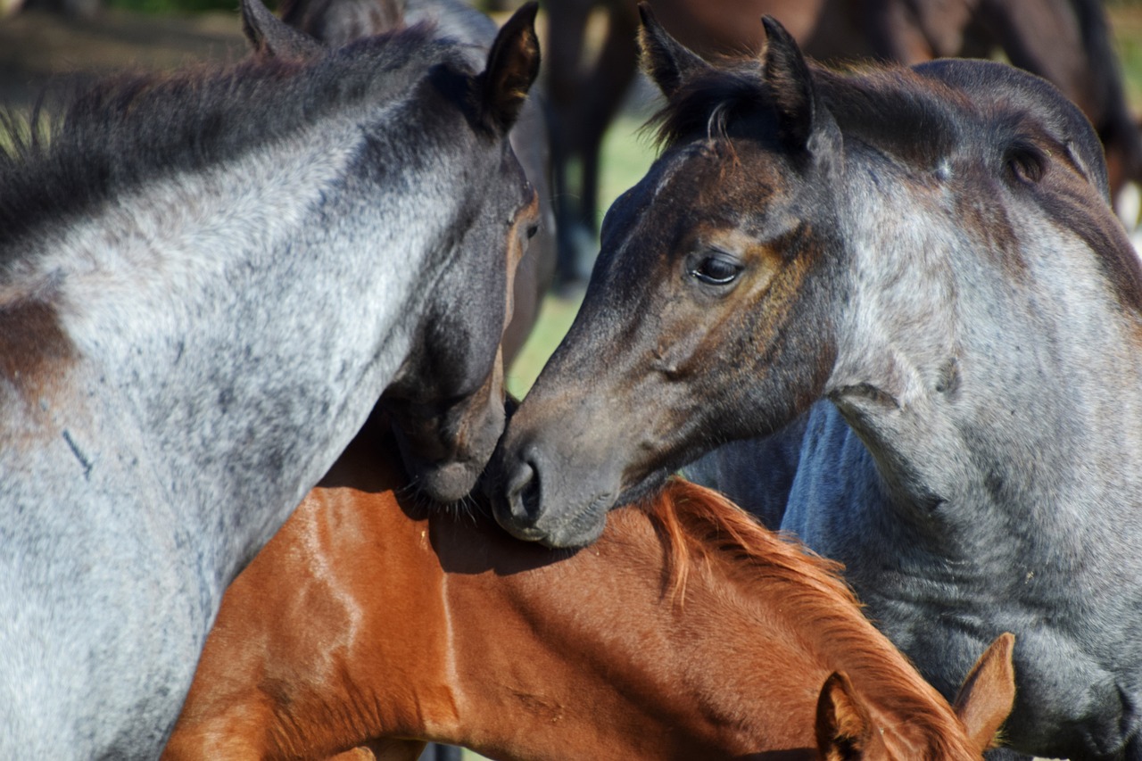 ¿Qué color es el caballo ruano?