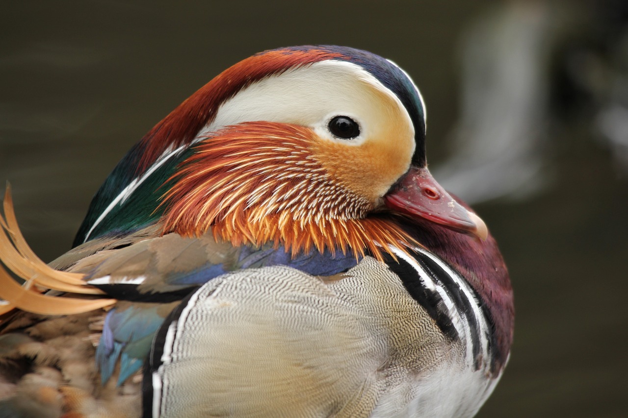 ¿Qué comen los patos mandarines?