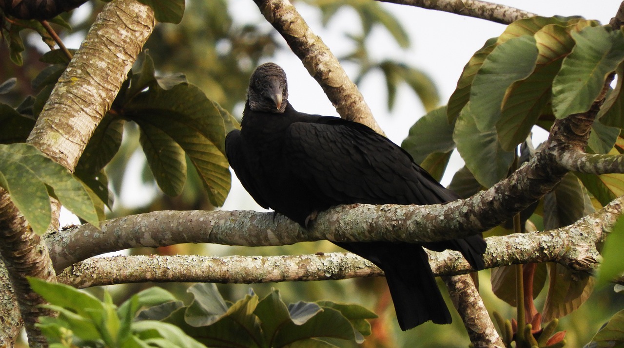 ¿Qué es la gallinaza y para qué sirve?