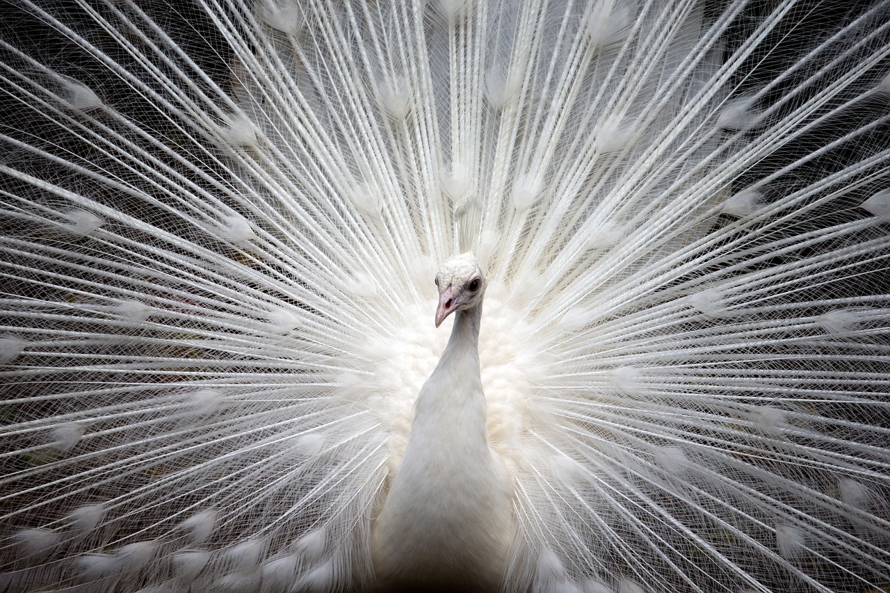 ¿Qué significado tiene el pavo real blanco?