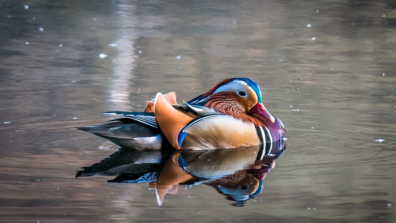 ¿Que simboliza el pato mandarín?