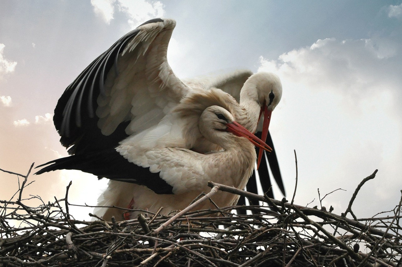 ¿Cómo es el ritual de apareamiento de las palomas?