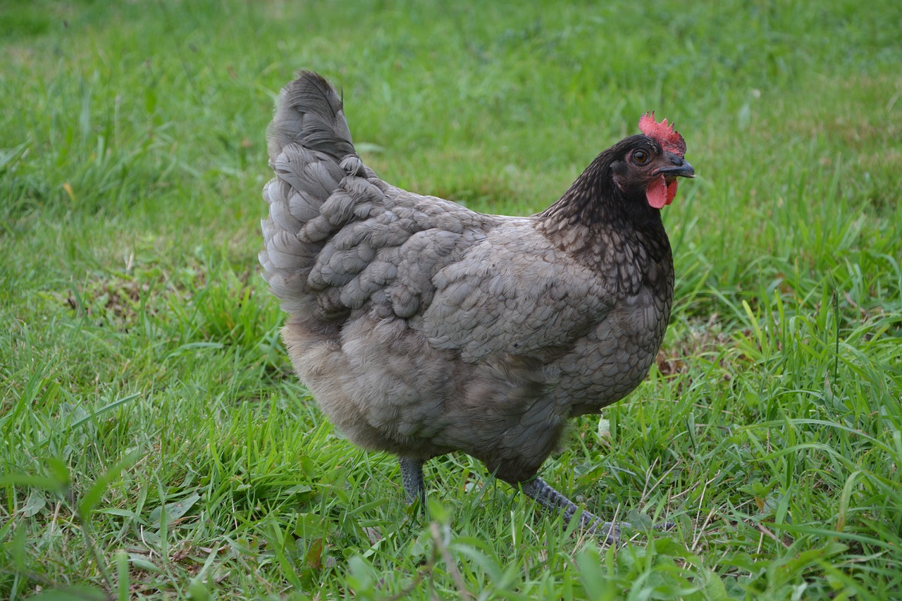 ¿Cómo se llama la gallina ponedora blanca?