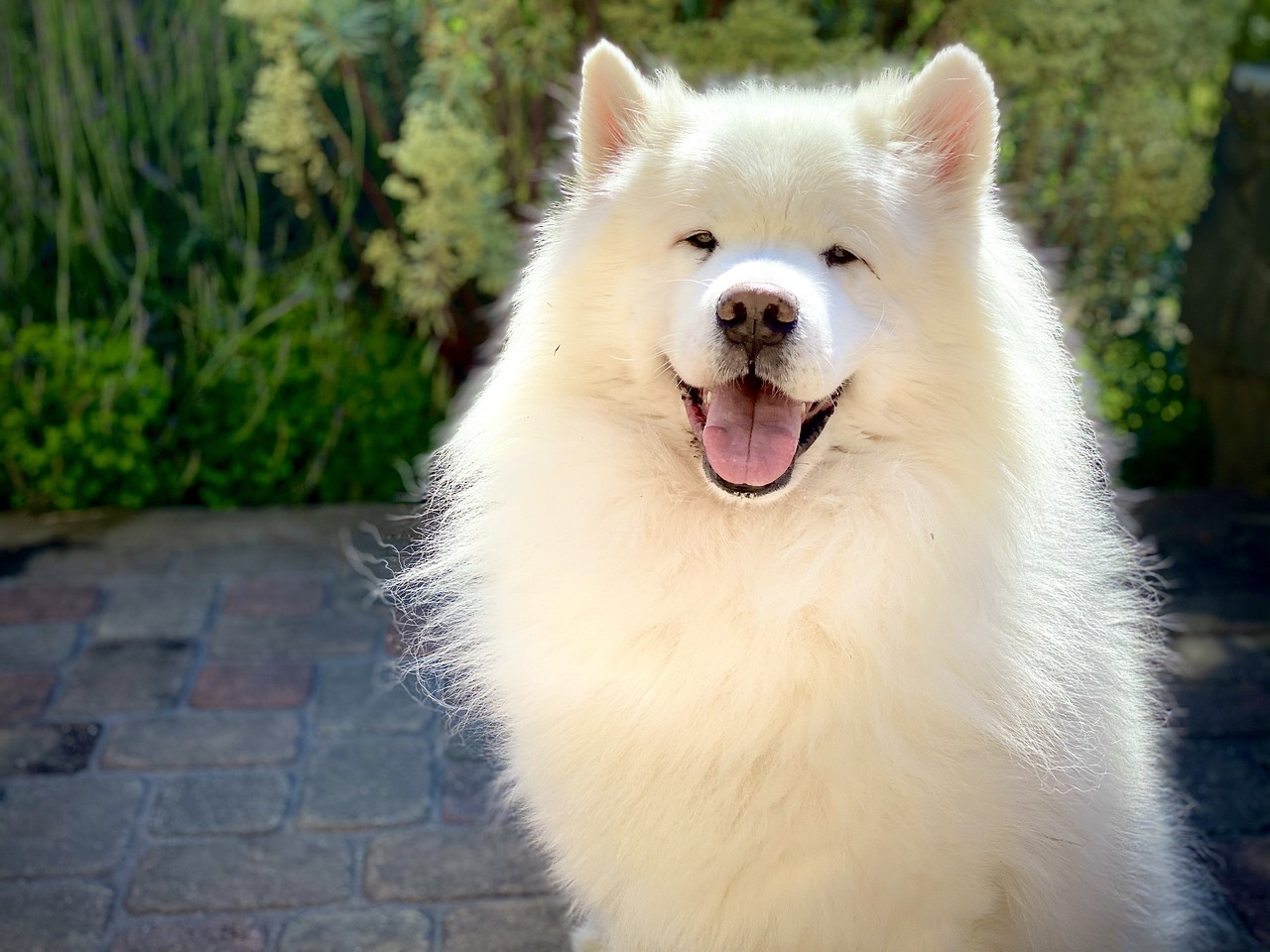 ¿Cuánto puede vivir un Samoyedo?