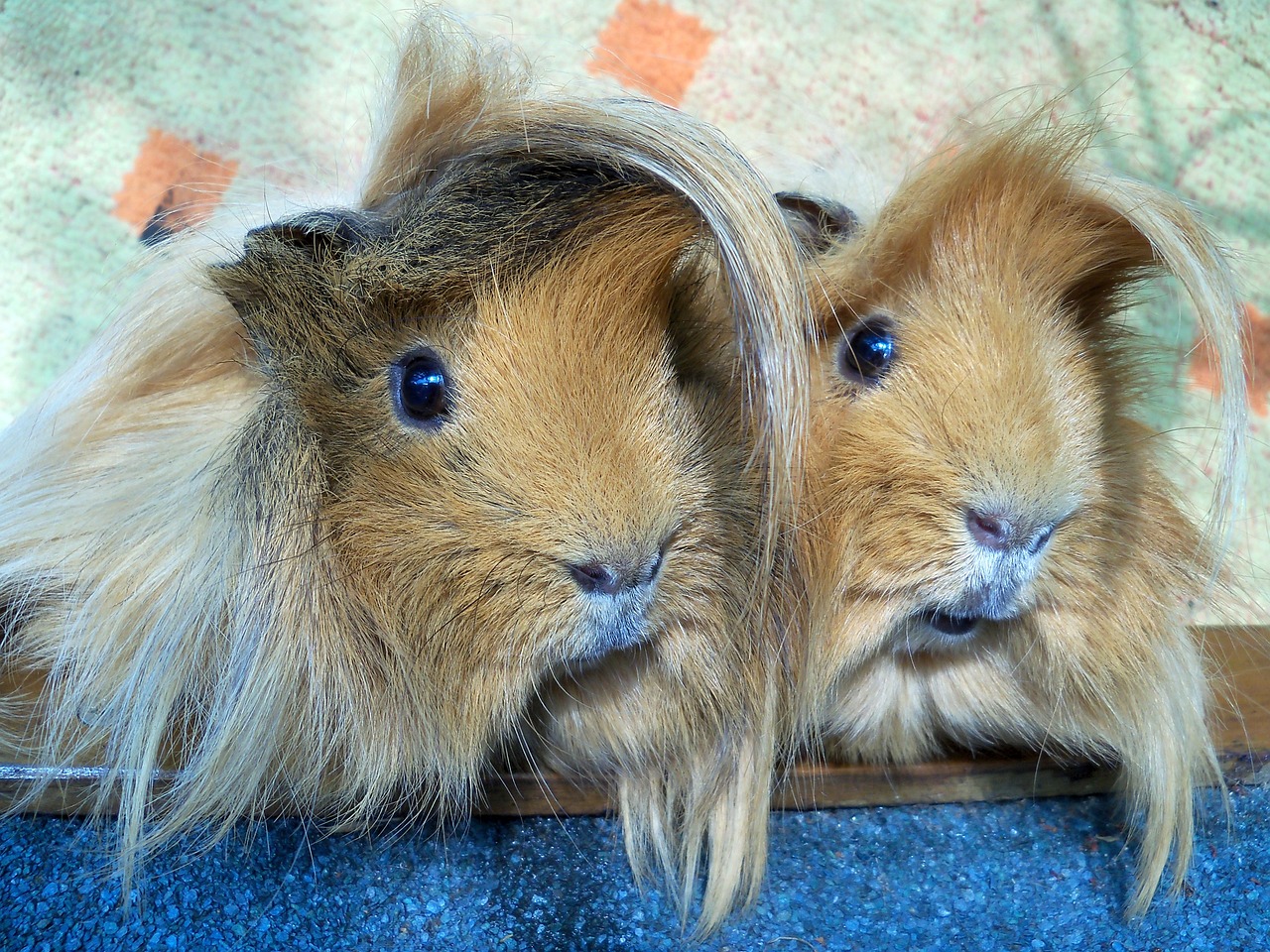 ¿Cuántos años vive una cobaya peruana?