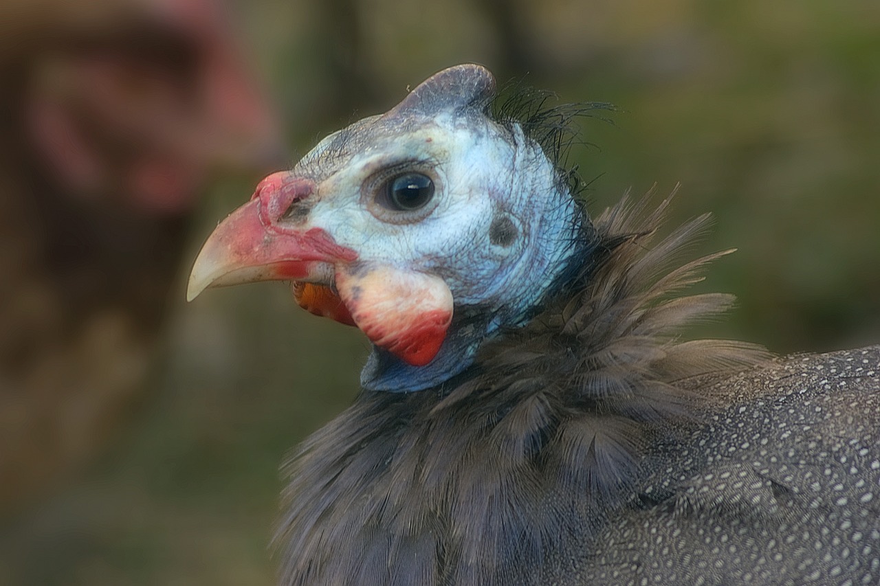 ¿Cuántos años viven las gallinas de Guinea?