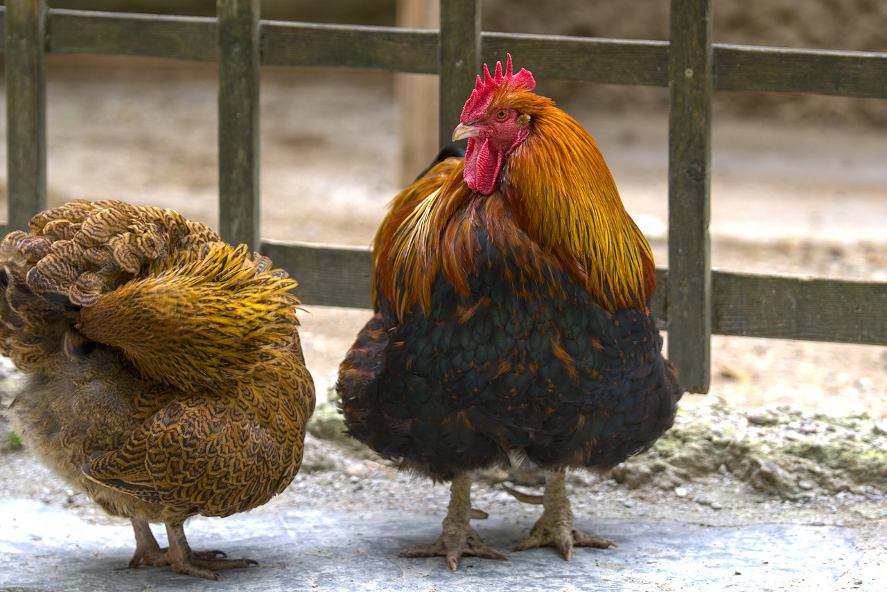 ¿Cuántos huevos pone una gallina Wyandotte?