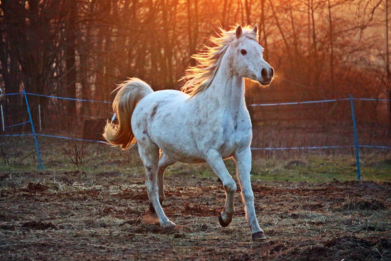 ¿Qué pasa si le doy pan a un caballo?