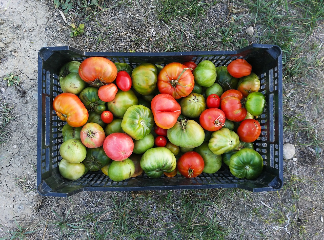 ¿Qué ramas hay que quitar de las tomateras?
