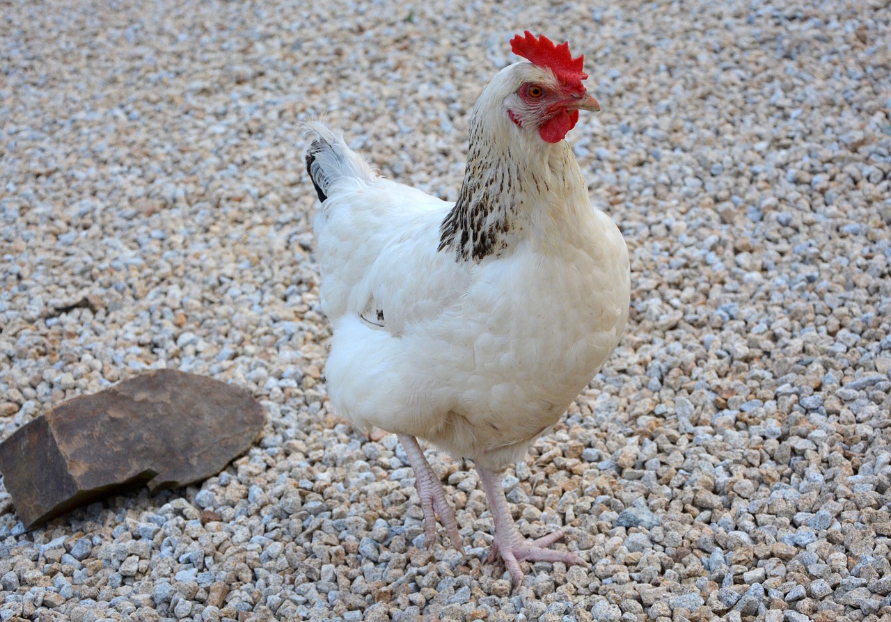 ¿Qué raza es la gallina blanca ponedora?