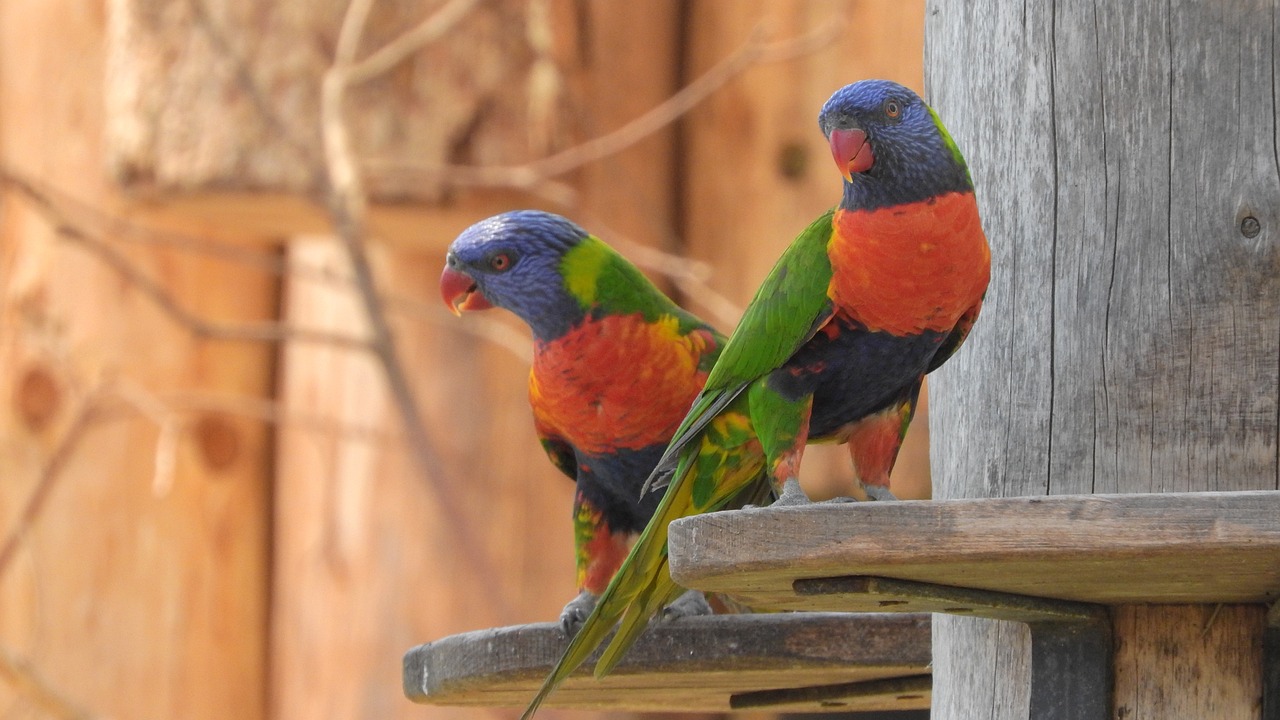 ¿Qué se hace en un aviario?