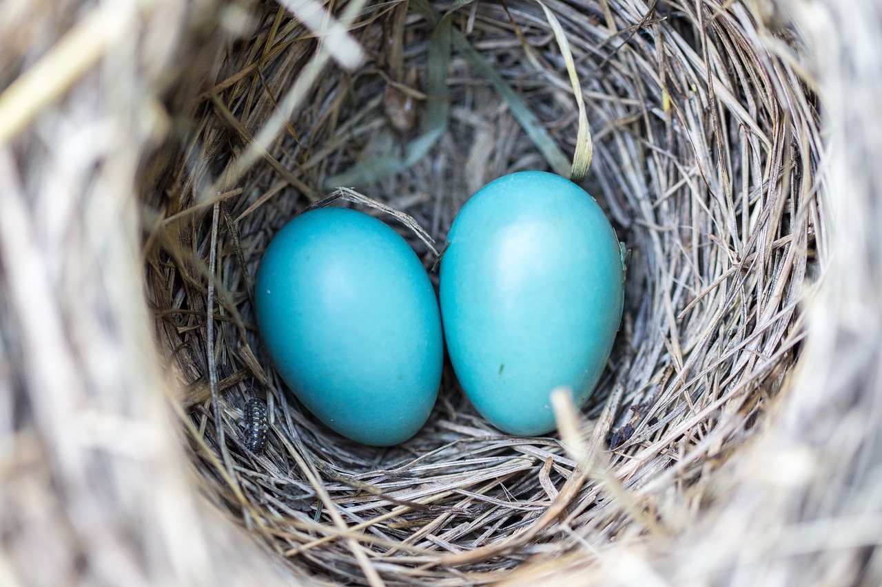 ¿Qué tipo de pájaro pone huevos azules?