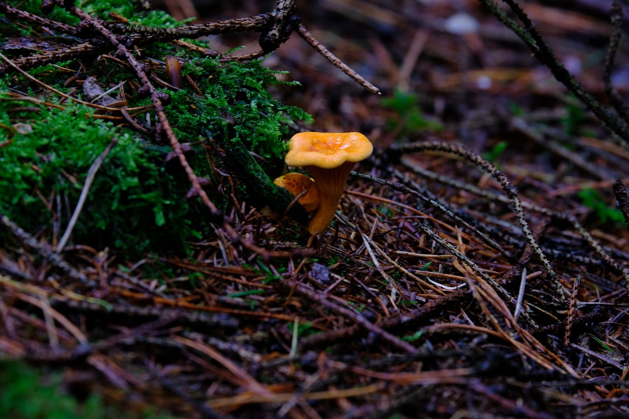 ¿Cómo congelar las setas Cantharellus?