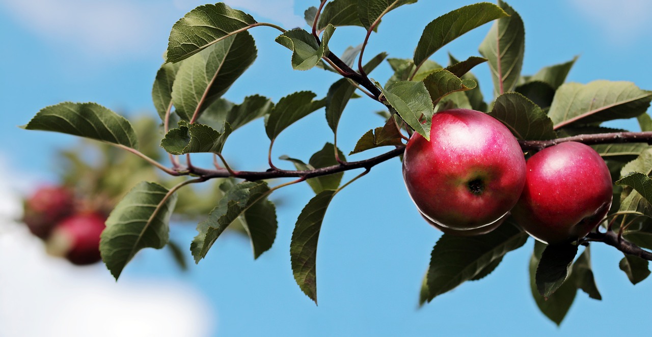 ¿Cómo es la reproducción de la manzana?