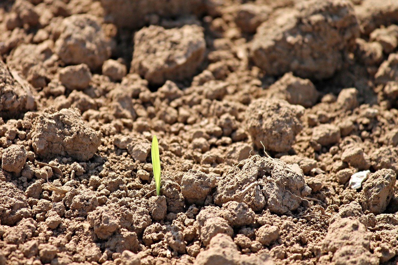 ¿Cómo hacer germinar una haba en algodón?