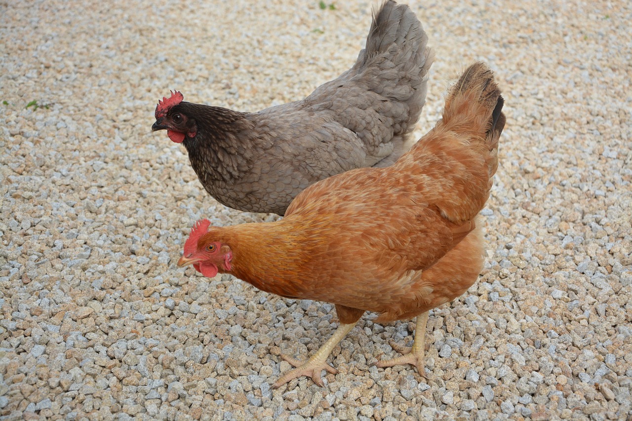 ¿Cómo se llama la raza de gallina ponedora roja?