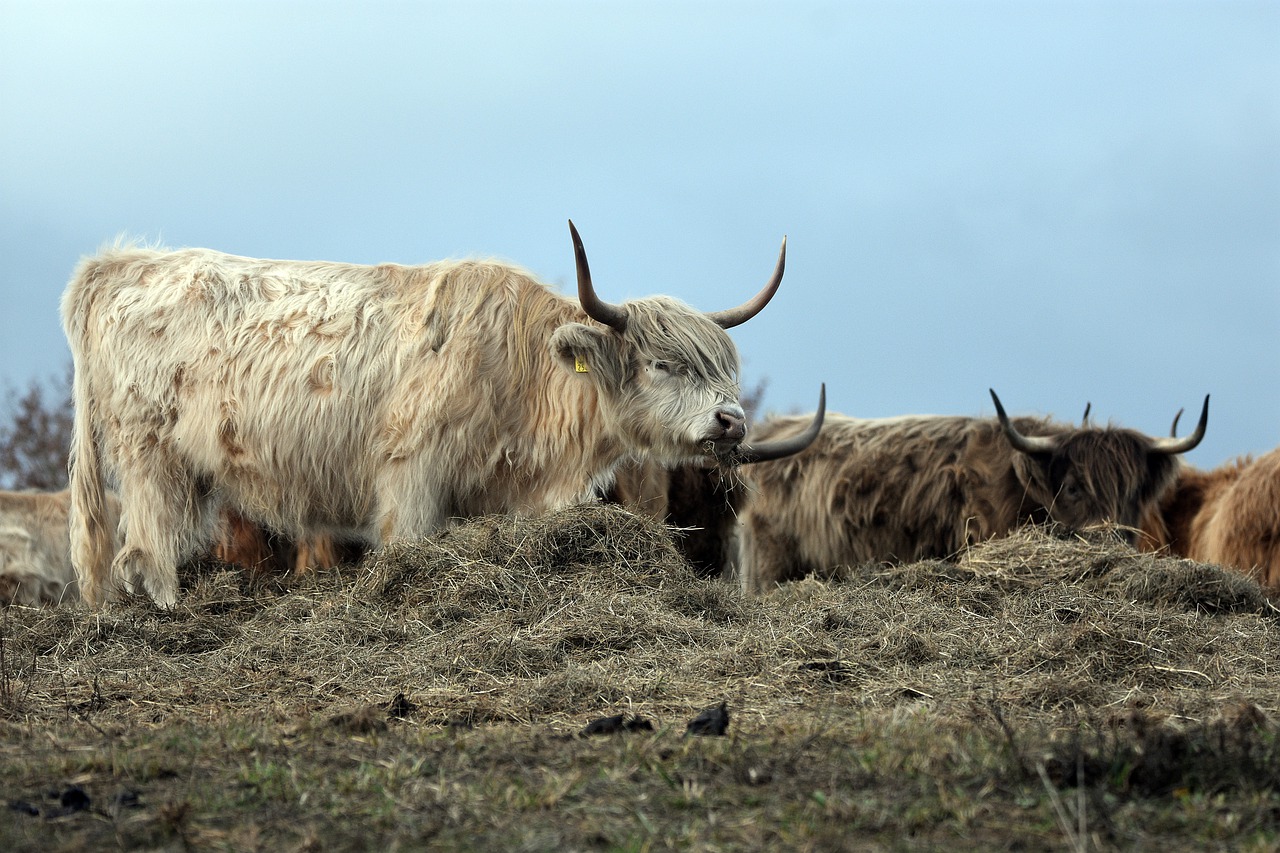 ¿Cuál es la mejor raza de vaca?