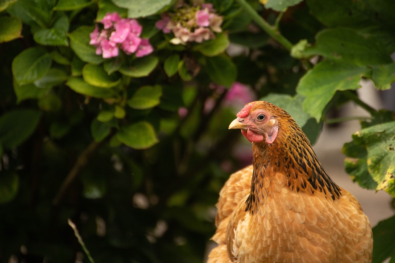 ¿Cuándo es la mejor epoca para comprar gallinas ponedora?