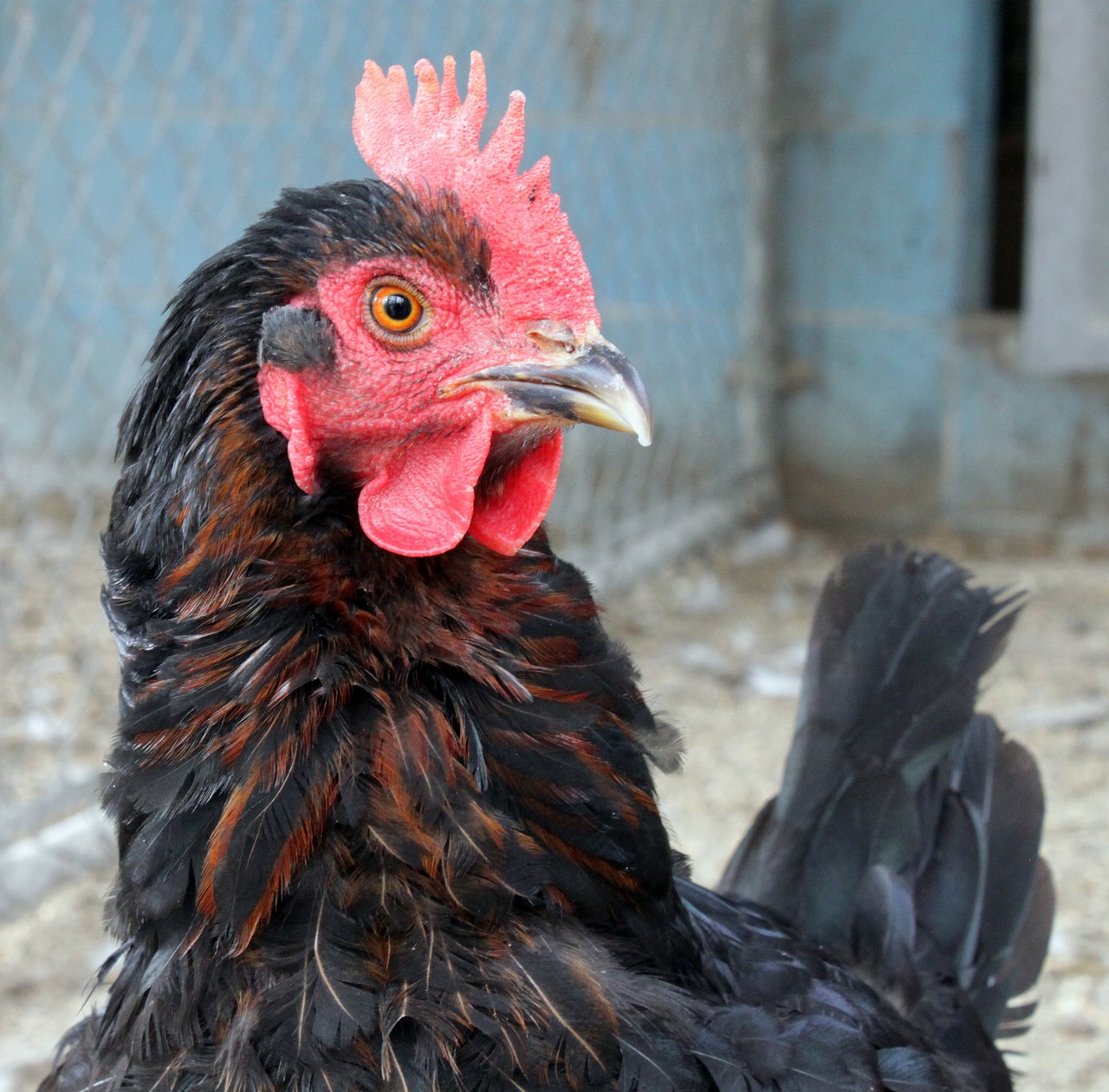 ¿Cuántos huevos pone la gallina Australorp?