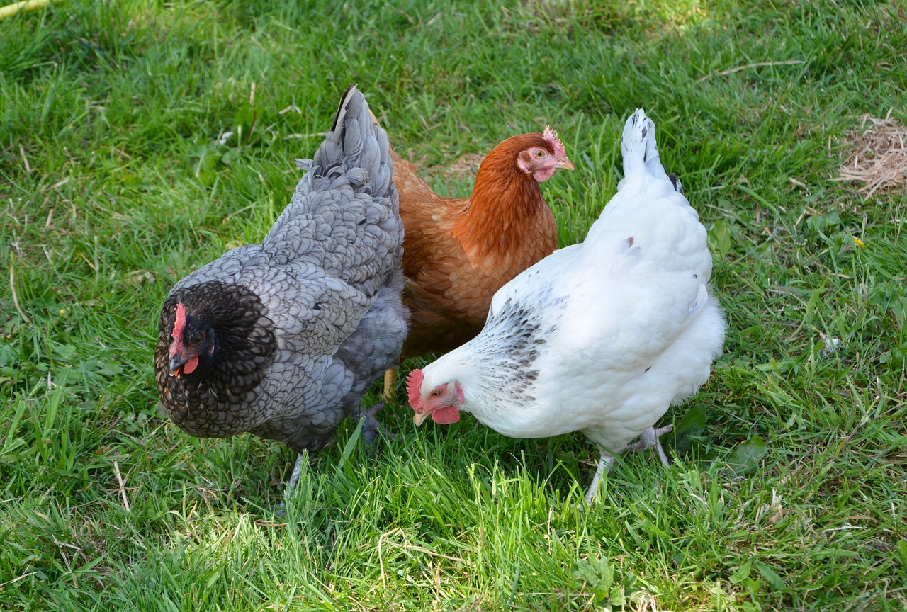 ¿Cuántos huevos pone la gallina ponedora blanca?