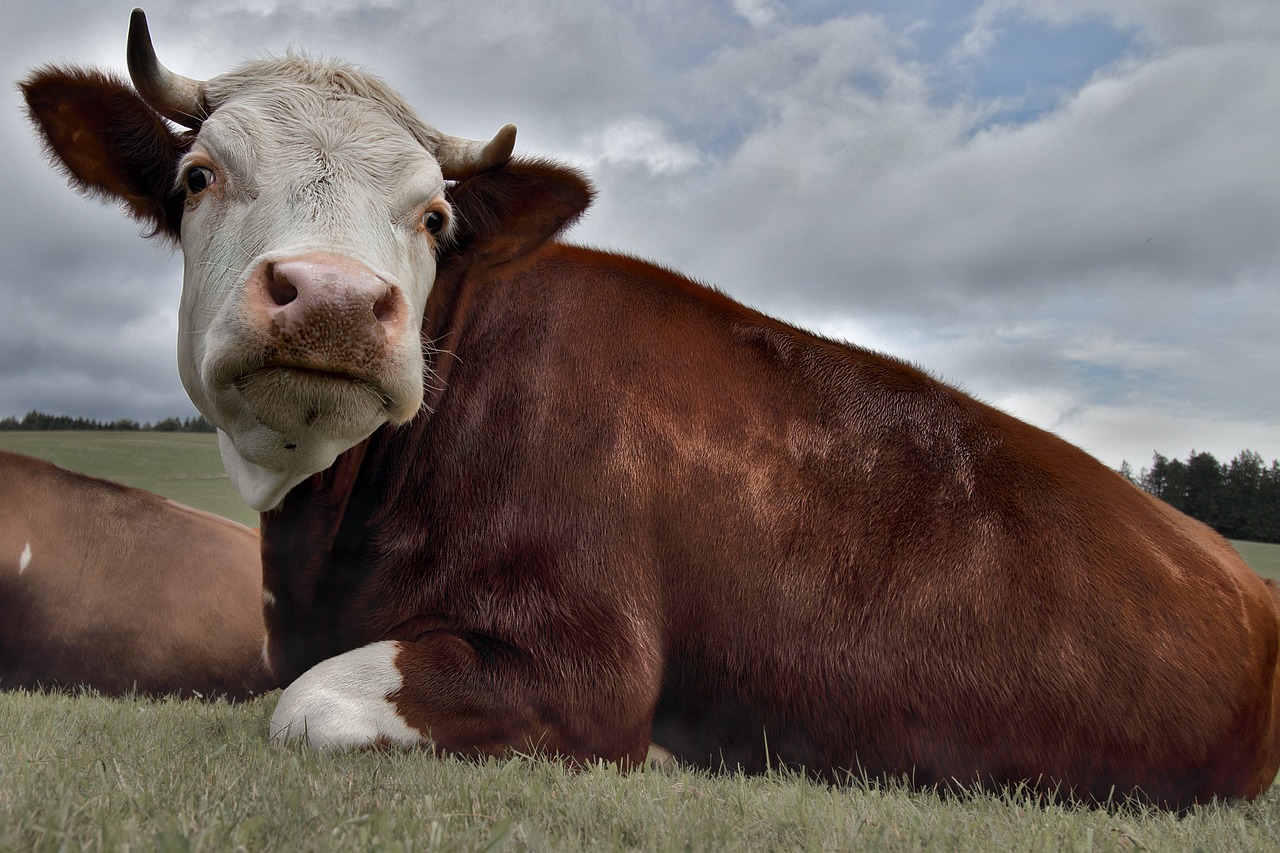 ¿Cuántos litros de leche da una vaca parda?