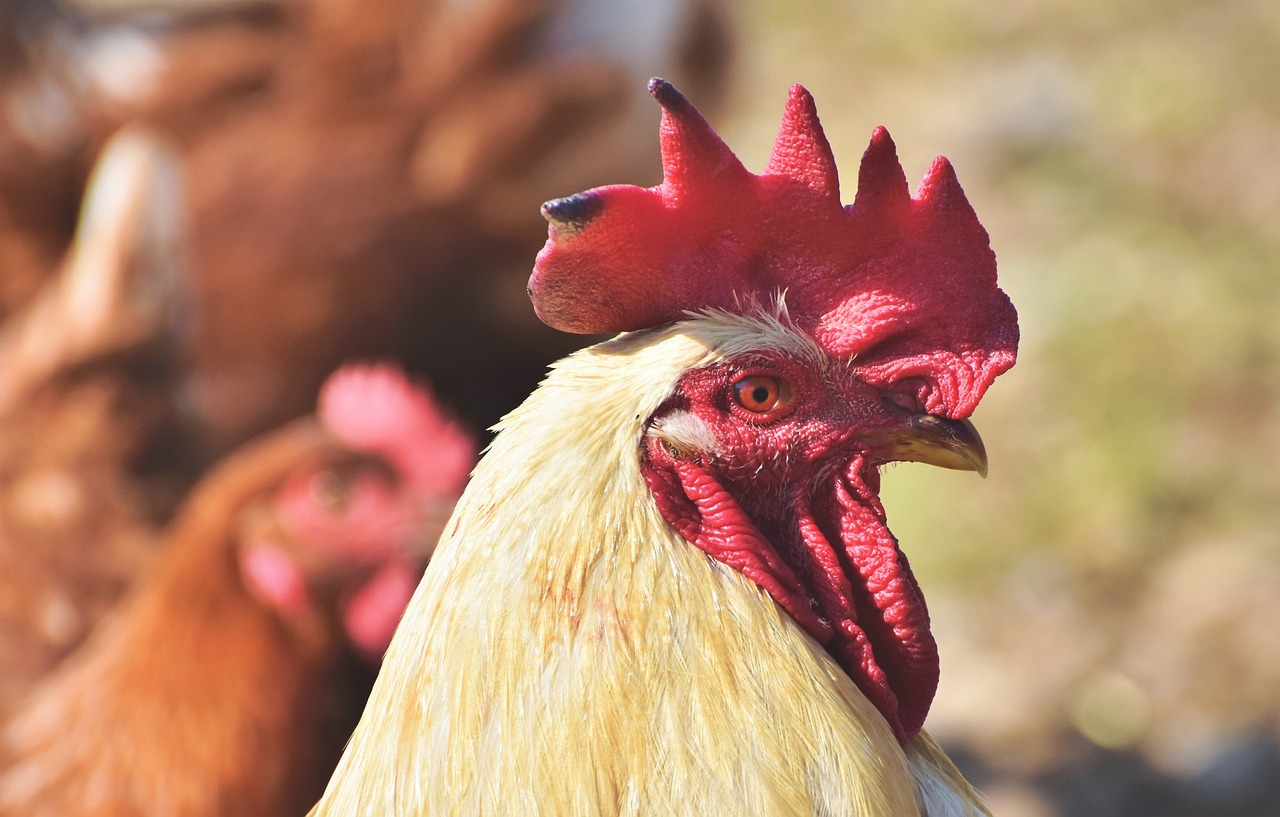 ¿Qué es el ojo de pollo?