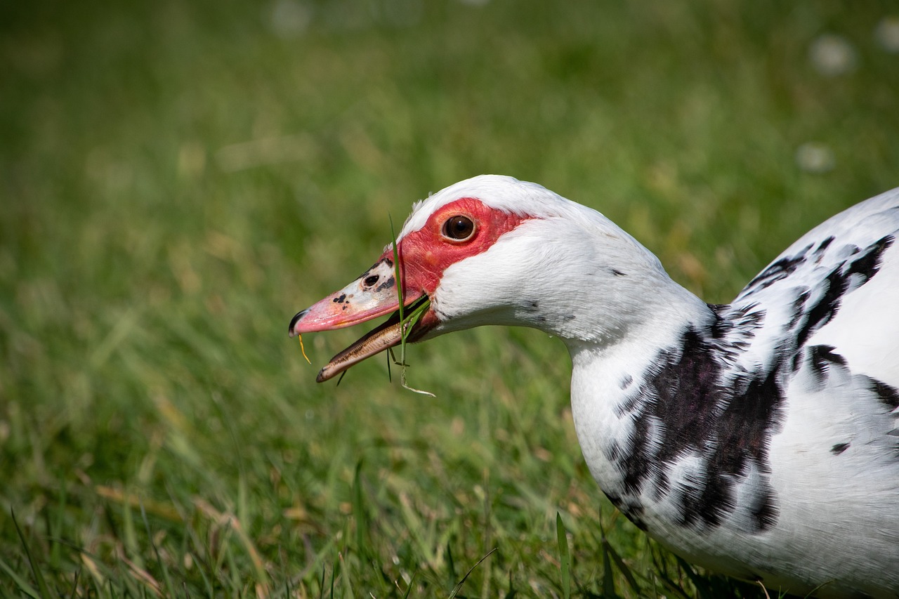 ¿Qué es un pato de granja?