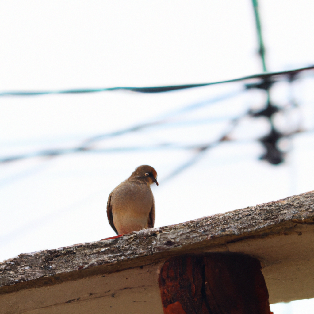 ¿Cómo eliminar el piojillo de las aves en casa?