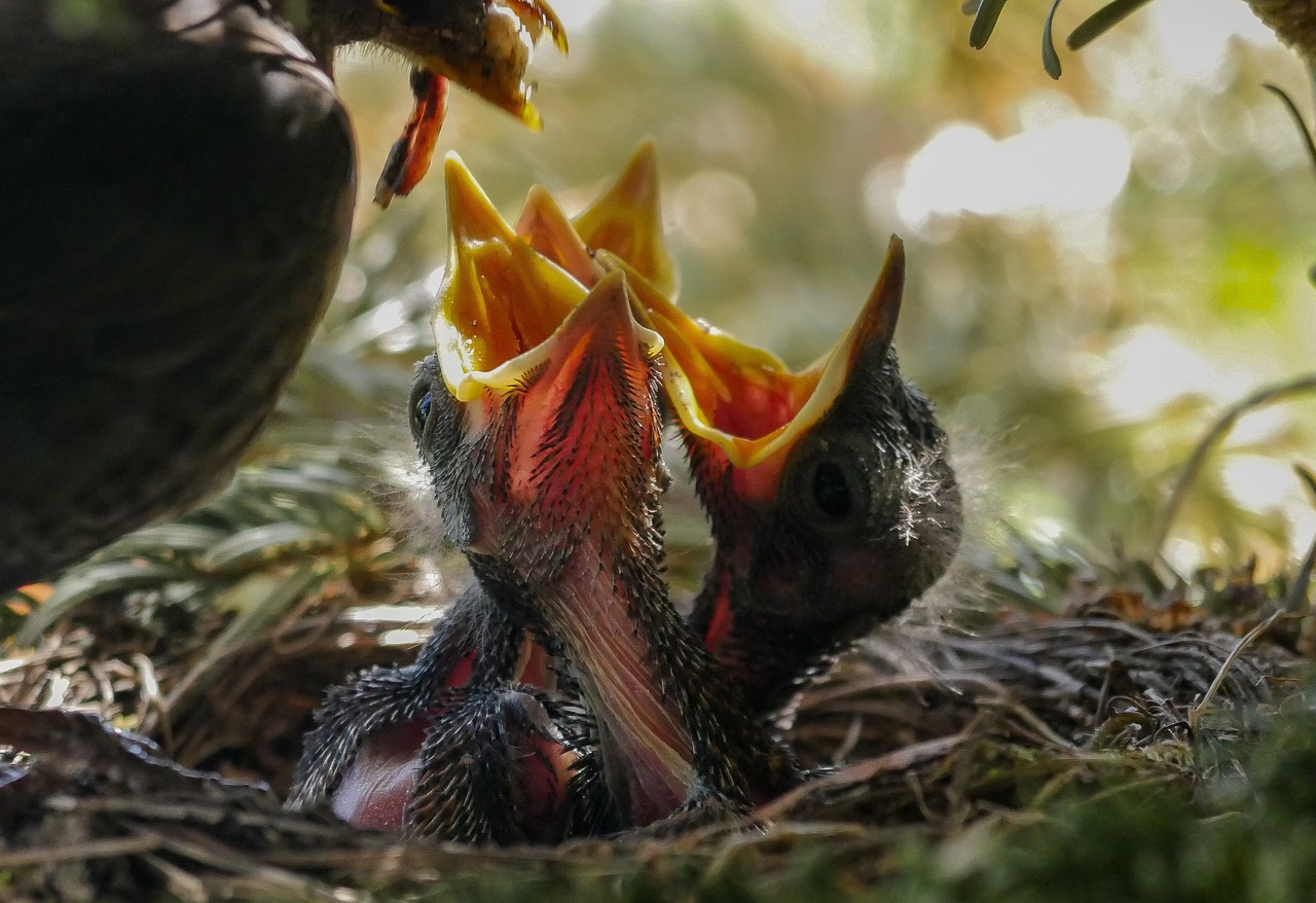 ¿Cómo sacar un nido de pájaros?