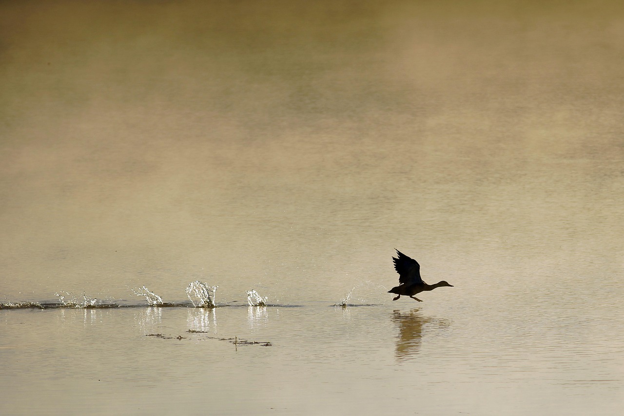 ¿Cómo se llama el ruido de los patos?