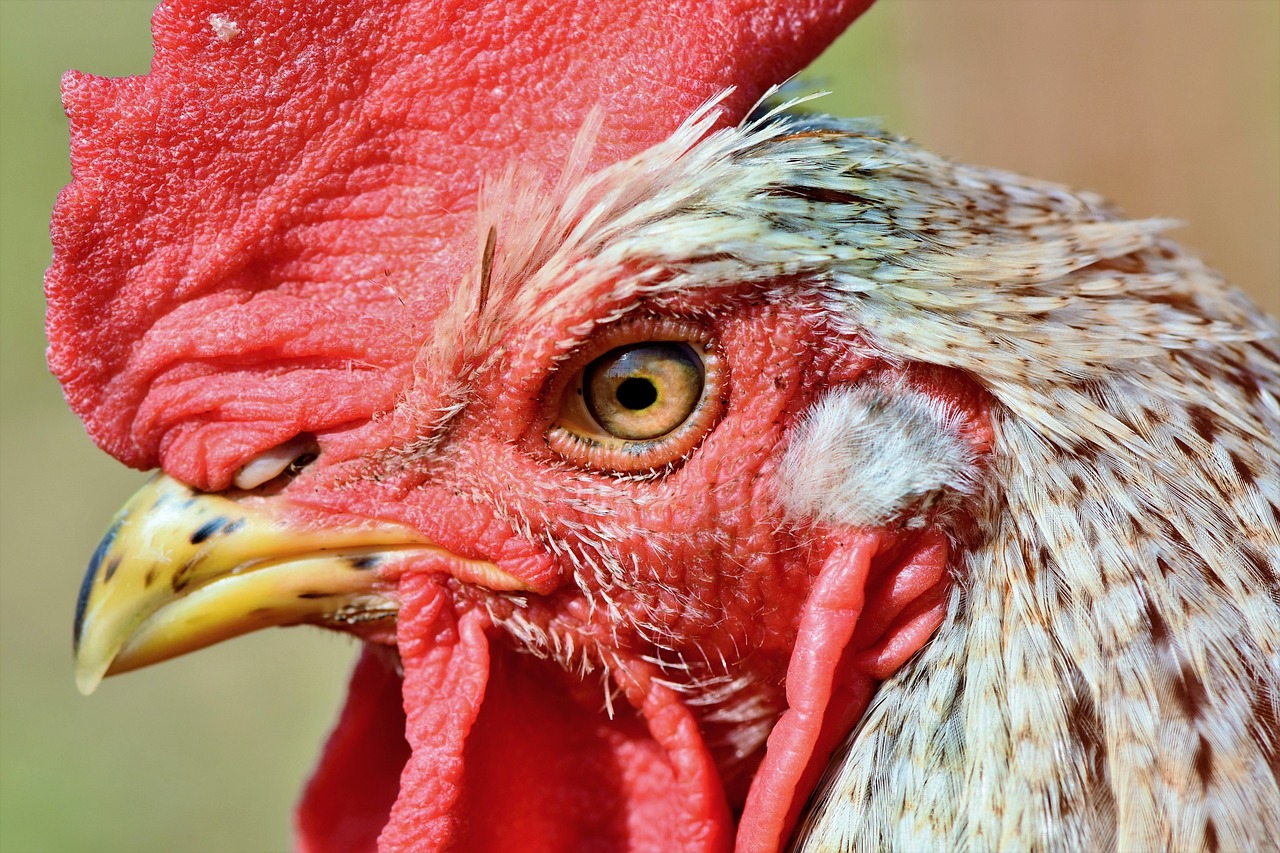 ¿Cuánto tiempo tardan en nacer los pollos?