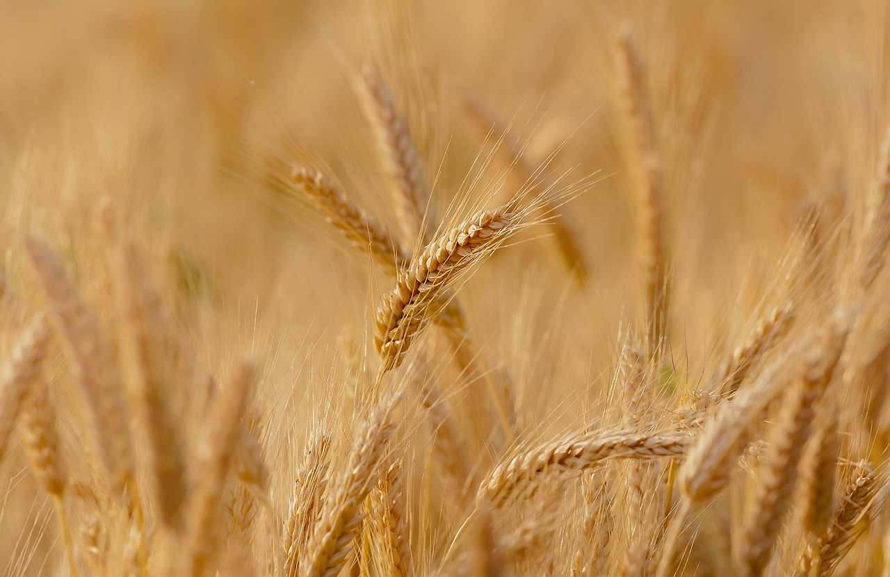 ¿Dónde se guardaba el trigo antiguamente?