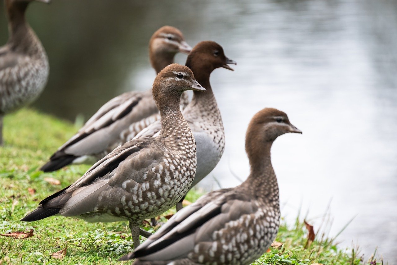 ¿Por qué mi pato no vuela?