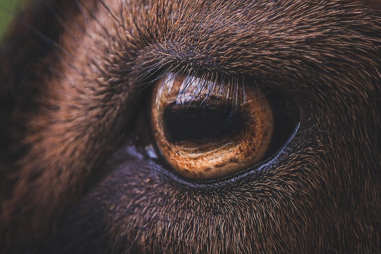 ¿Qué frutas pueden comer las cabras?