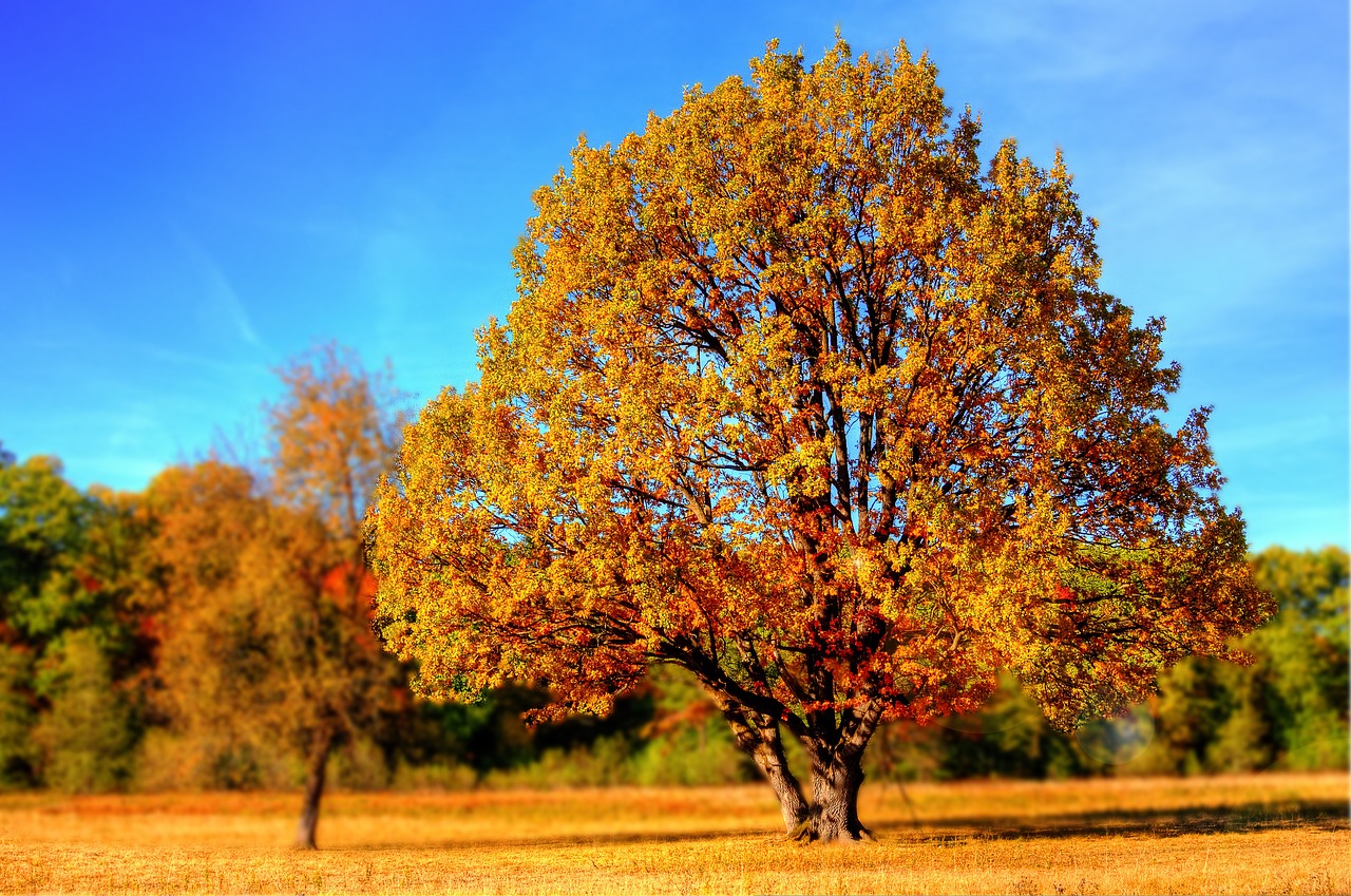 ¿Qué pasa si le echo sal a un árbol?