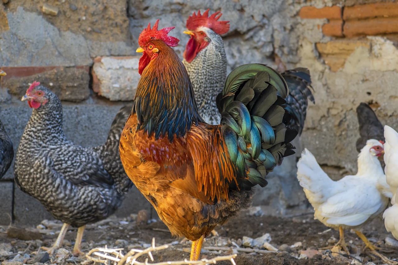 ¿Qué tamaño debe tener la percha de un gallinero?