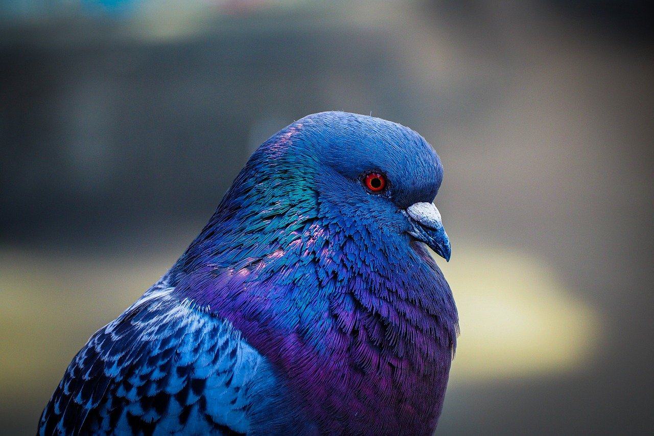 ¿Cómo ahuyentar a las palomas de forma natural?