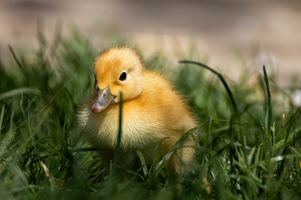 ¿Cómo se le dice a los patitos bebés?