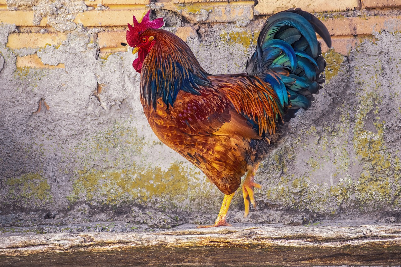 ¿Cómo se llama gallo en inglés?