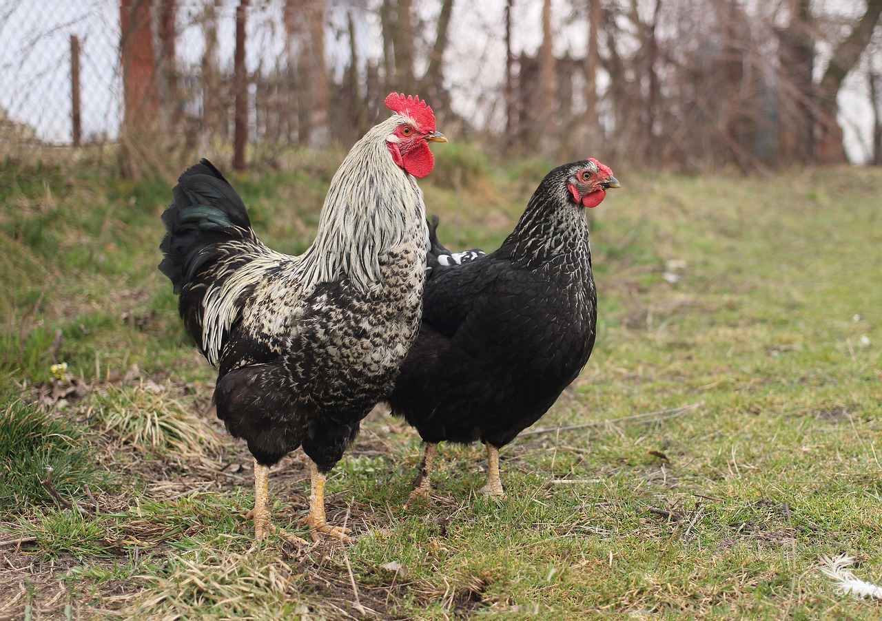 ¿Cómo se llama la gallina negra ponedora?