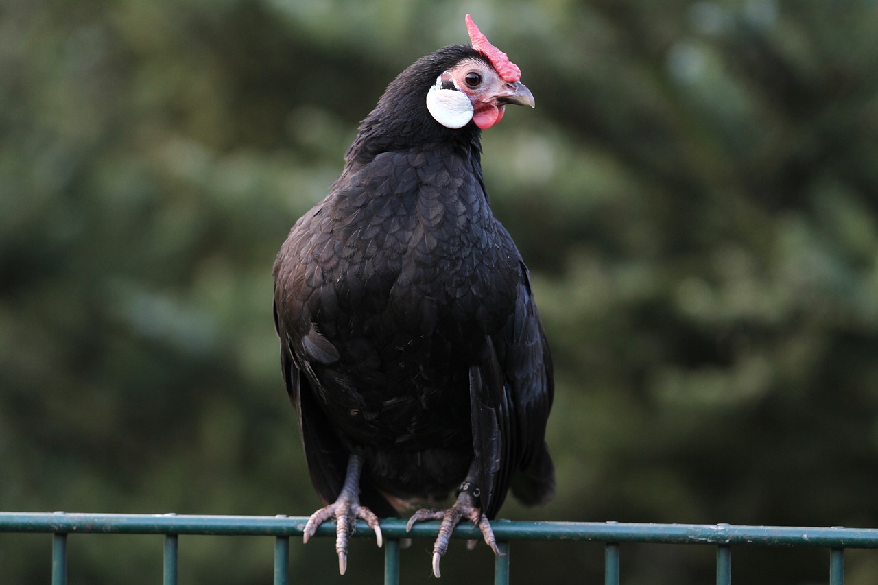 ¿Cómo se llaman los pollos enanos?