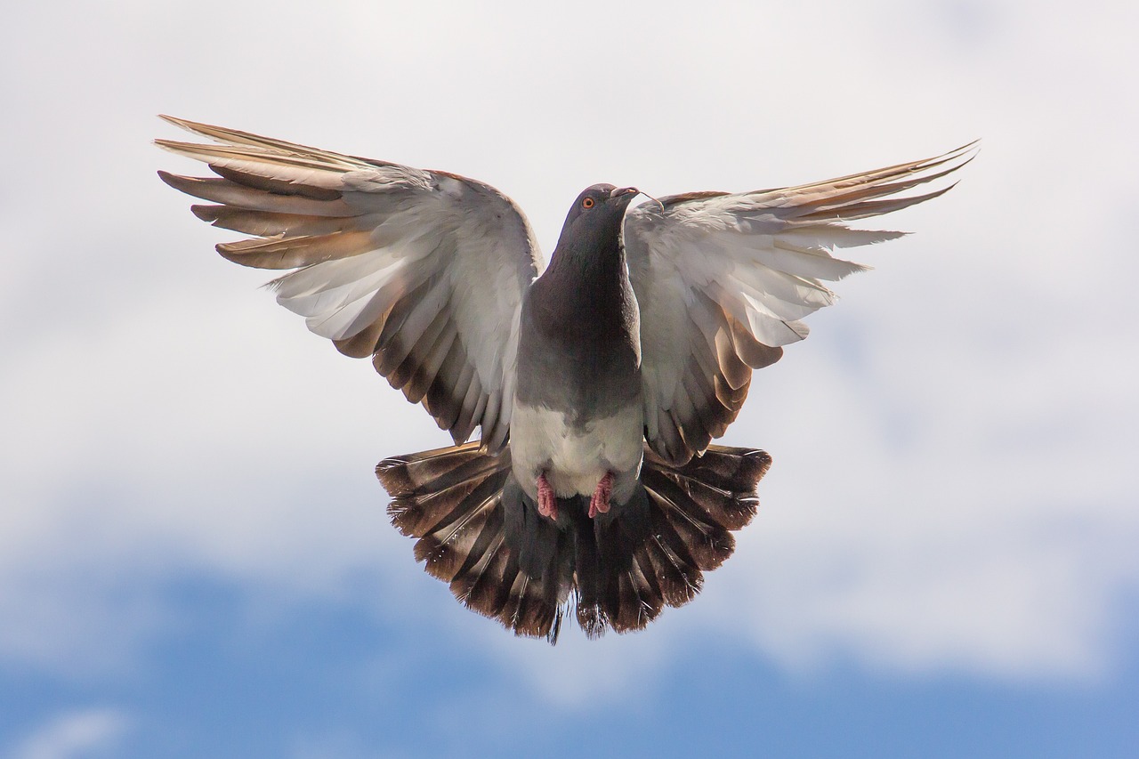 ¿Cuáles son las palomas más grandes?