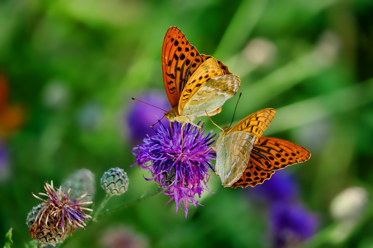 ¿Cuánto dinero hace falta para montar una granja de insectos?