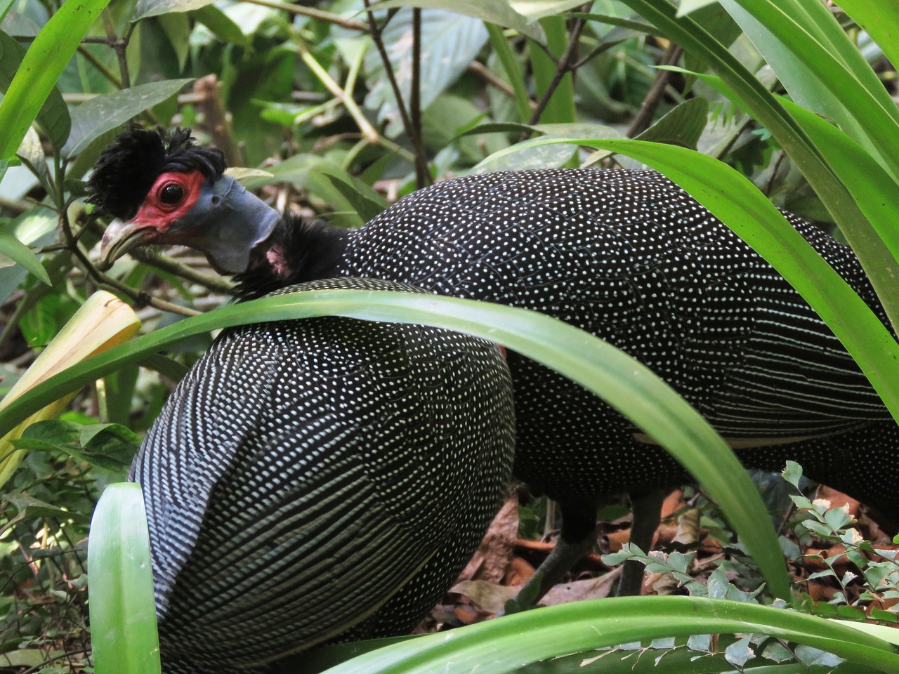 ¿Cuánto puede valer una gallina guinea?