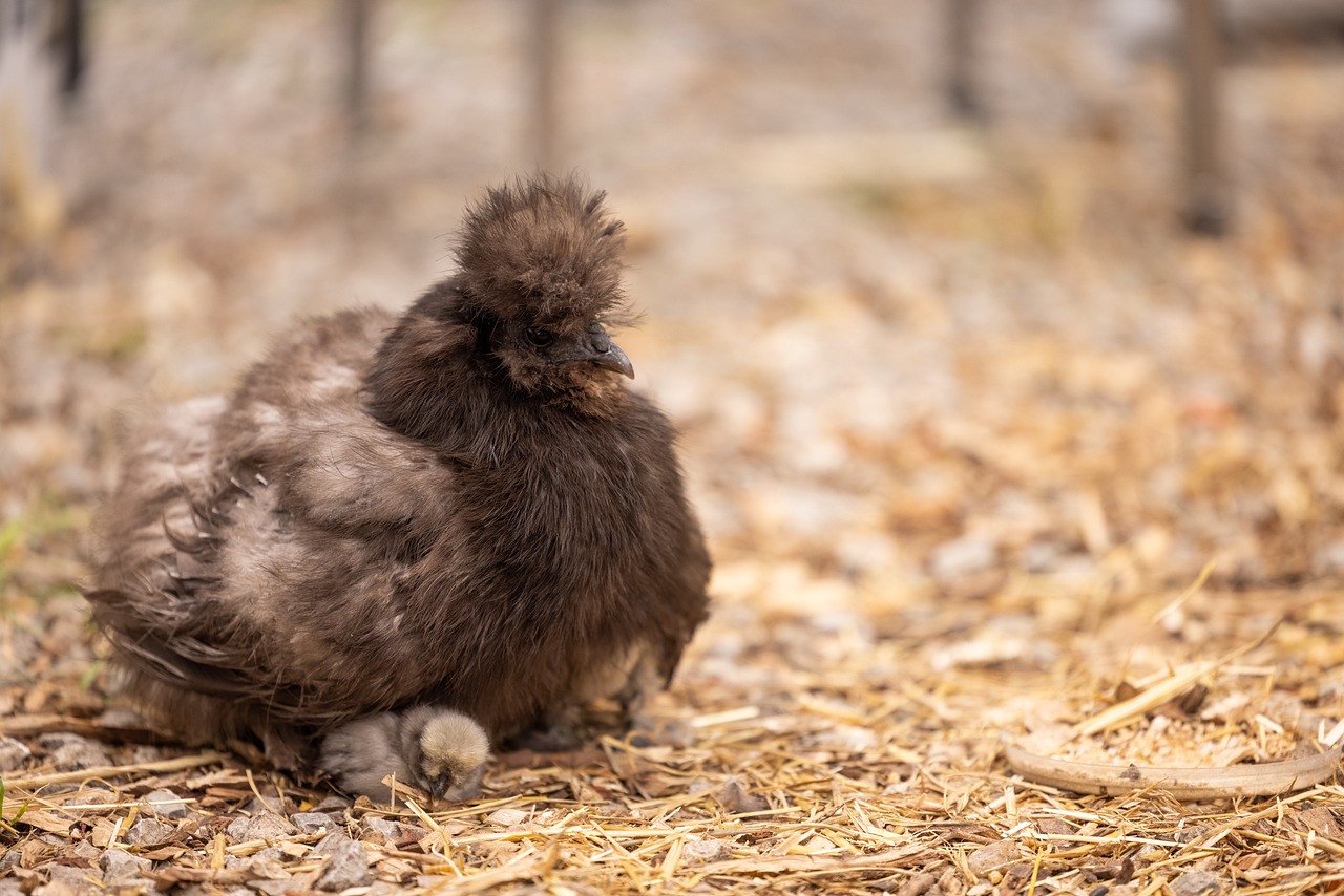 ¿Cuánto tiempo vive una gallina sedosa?