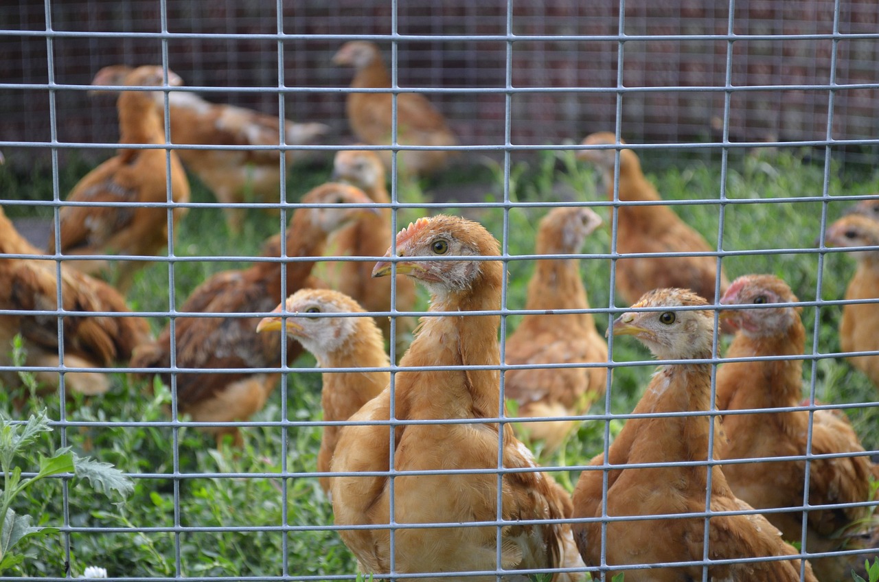 ¿Como debe ser un aviario?