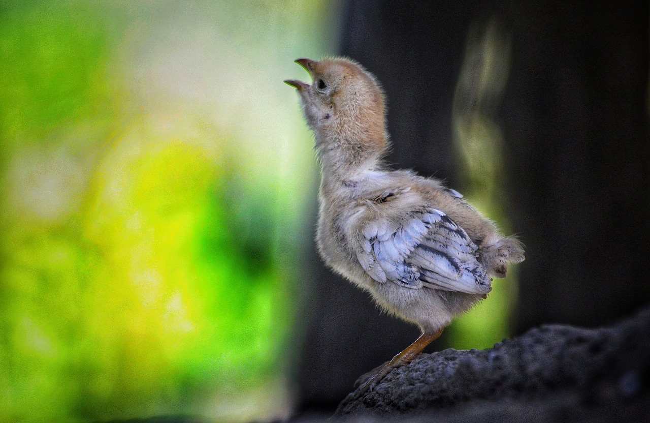 ¿Cómo se le llama a las gallinas pequeñas?