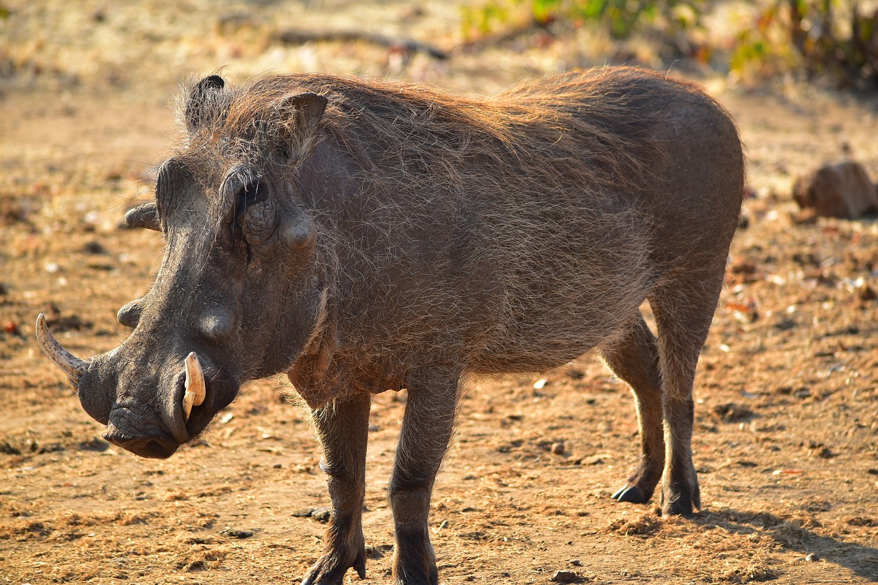 ¿Cómo se llama el jabalí pequeño?